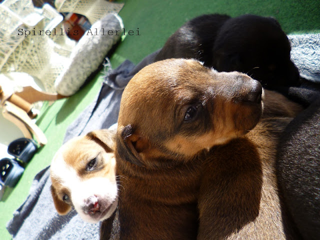 Spirellis Allerlei - Süße Hundewelpen nach 4 Wochen