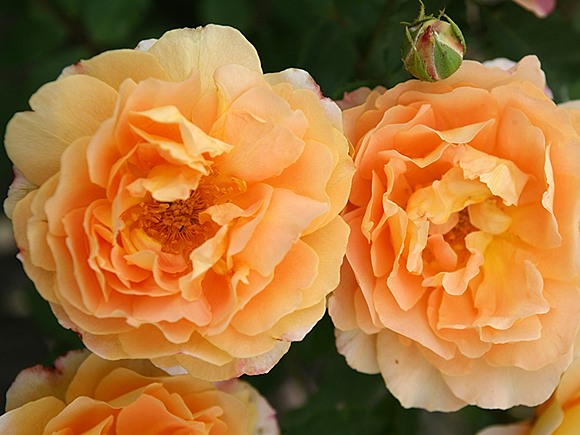  Sonnenwelt rose сорт розы фото  
