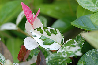 ハツユキカズラ