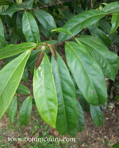Phaleria clerodendron leaves