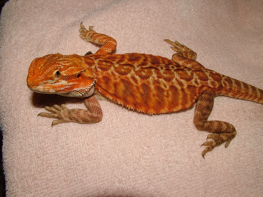 Agama Brodata Hypo Red Pastel