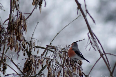 Mugurar-Pyrrhula pyrrhula-Eurasian Bullfinch-Gimpel-Camachuelo común