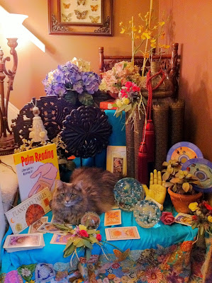 Psychic Cat Cecilia - Stein Your Florist Co. Psychic Cat Cecilia - Stein Your Florist Co.