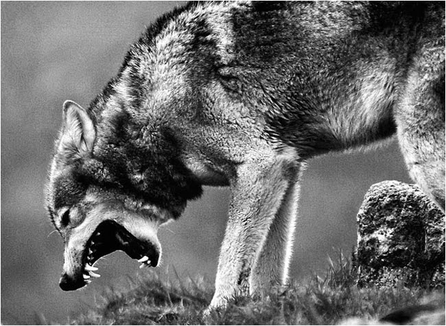 Ненавижу волков. Аааа трава ненавижу. Волк ААА трава ненавижу.