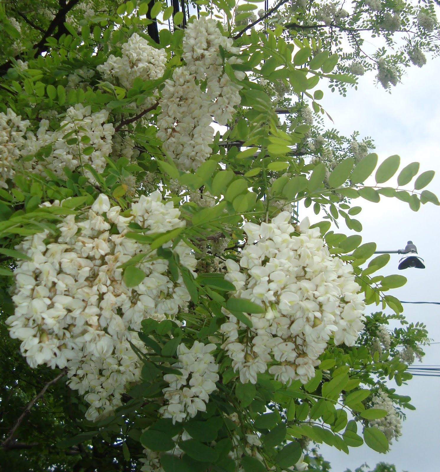 Princeton Nature Notes Black Locust in Bloom
