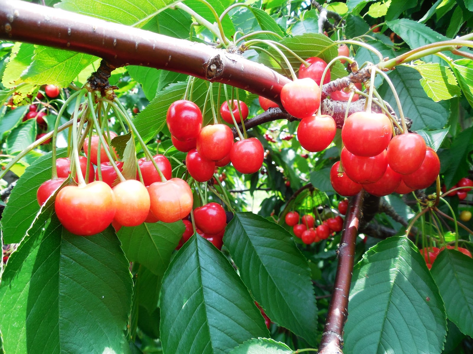 West Michigan Cherry Picking The Nutritionist Reviews