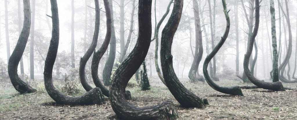 لغز الغابات الملتوية