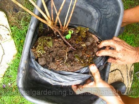 Practical Gardening: Propagation by Root Division (Rangoon Creeper)