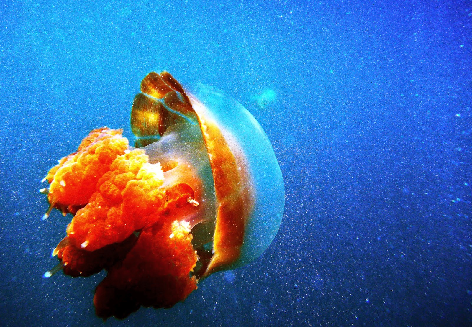    Stingless jellyfish di Danau Atol Kakaban   