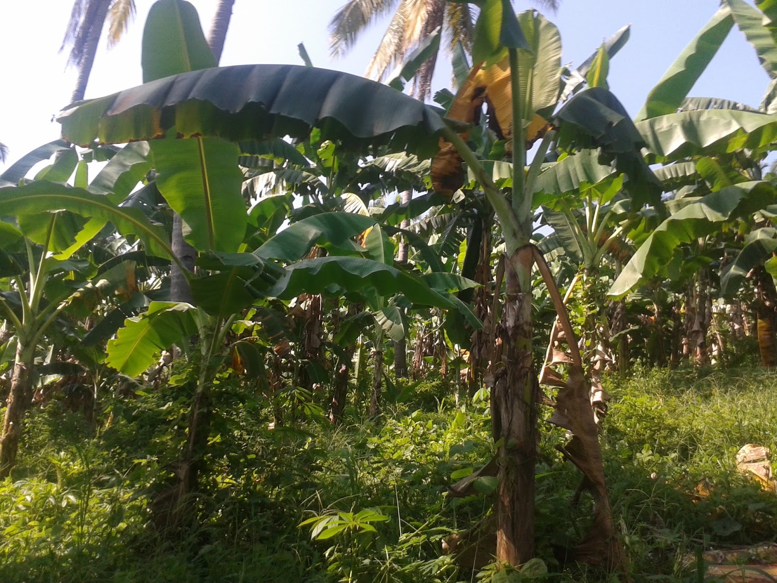 Lot For Sale Balingasag Misamis Oriental, Philippines Life Trend