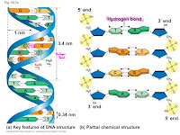 Chromosome Diagram Labeled Chromosome Diagram Labeled