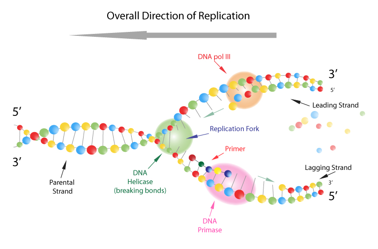 How Does DNA Replication Occur? 