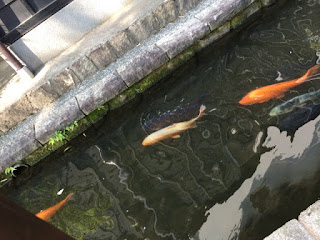 飛騨古川の水路の鯉