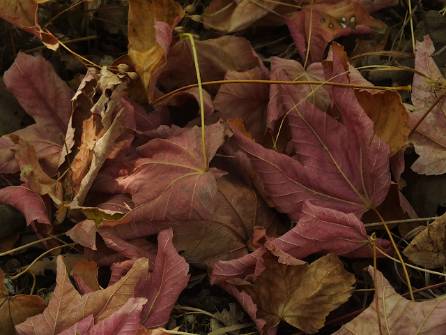 Mainzer Rhein Fruhling Messen Und Markte