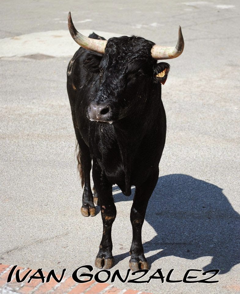 ATAQUINES ENCIERRO POR LAS CALLES 2014 POR IVAN GONZALEZ Almas Taurinas