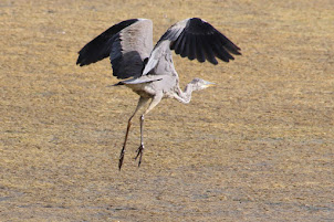 Grey Heron - Pennington Flash