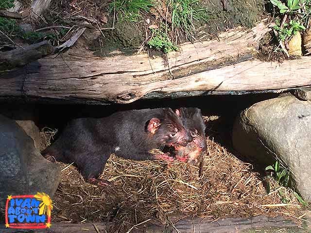 Tasmanian Devil Conservation Park in Tarrana, Tasmania | Ivan About Town