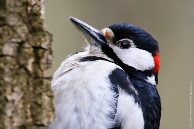 Большой пестрый дятел. Great Spotted Woodpecker. Dendrocopos major