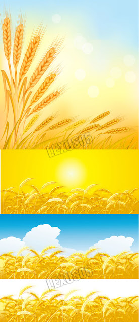 Quality Graphic Resources: Wheat Fields - Vector Illustration