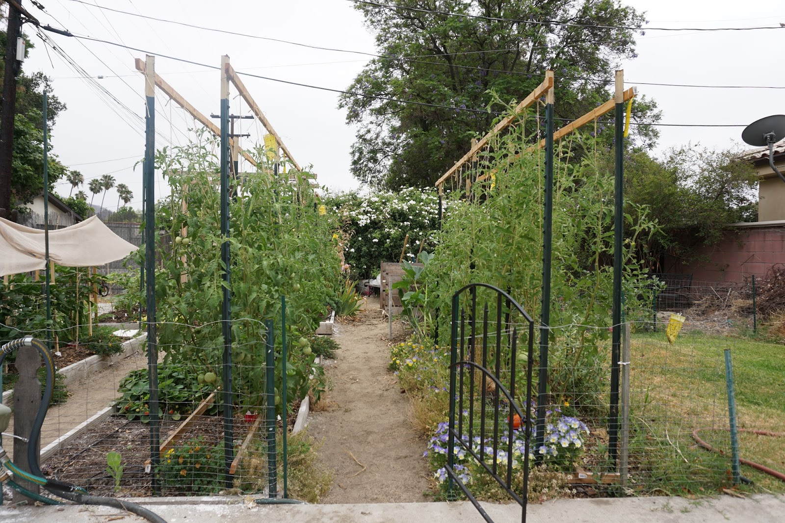 Andie's Way Arched Tomato Trellis