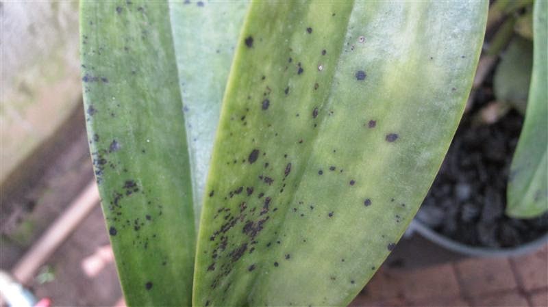 Bệnh đốm đen lõm do nấm Phyllosticta capitalensis