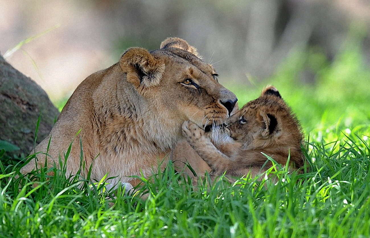 Мать и ребенок животные. Любовь животных. Детеныши животных. Мама и малыш животные. Мамы и Детеныши.