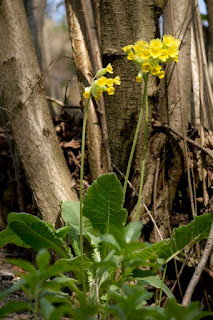 tavaszi kankalin (Primula veris)