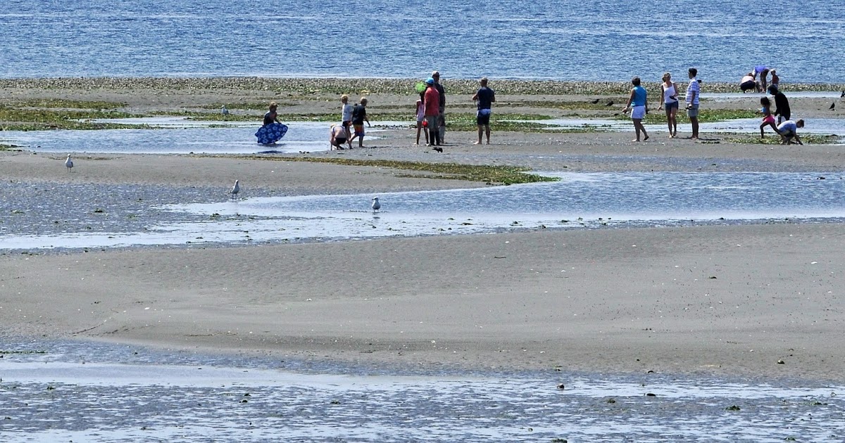 Shoreline Area News Low tide at Richmond Beach