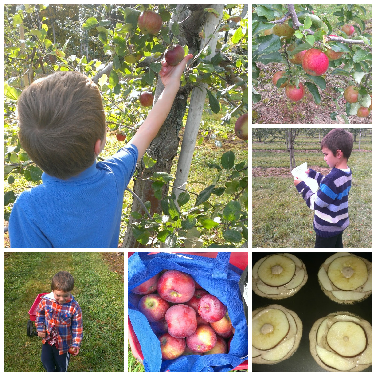 Education is a Life Apple Picking at MacPhee's Orchard