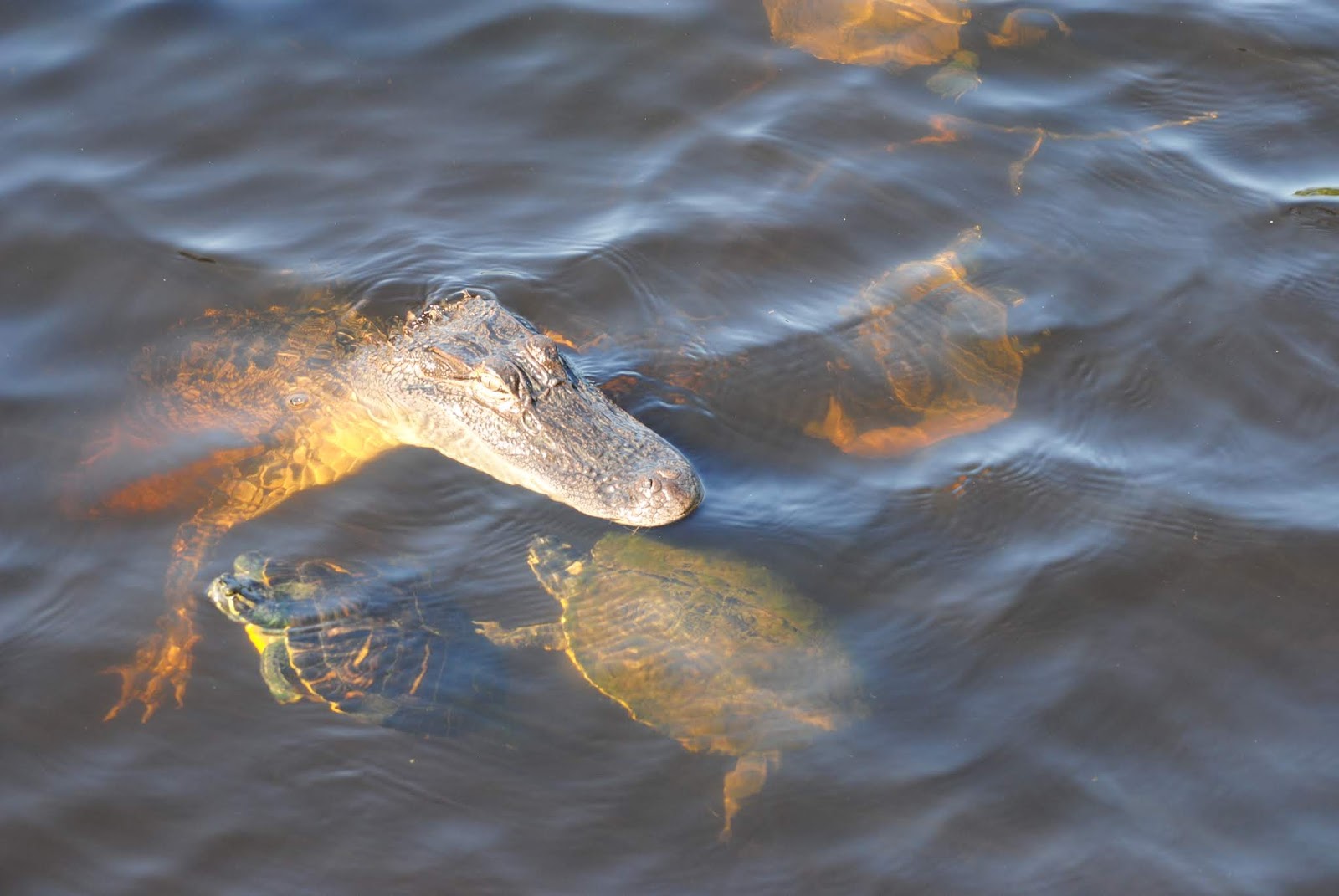 the Grabers Birds on Dauphin Island (and alligators!)