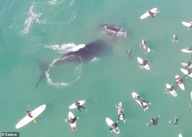 Ballena y surfista juntos