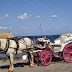 (ΕΛΛΑΔΑ)Η άμαξα και το άλογο βρέθηκαν στη θάλασσα!