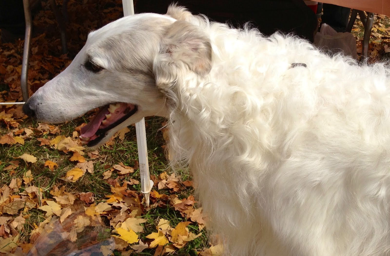 LIT's Living on Capitol Hill (Hell!?) The Middleburg AKC Dog Show