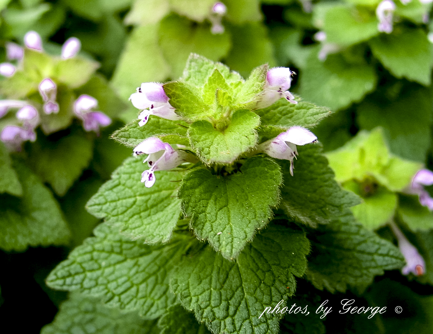 "What�s Blooming Now" Purple Dead Nettle (Lamium purpureum)