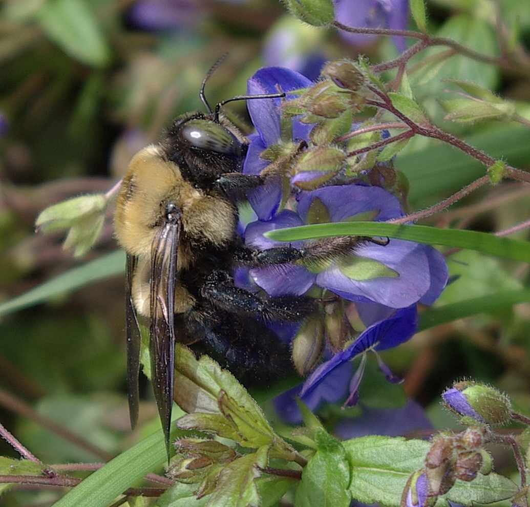 sweetbay Carpenter Bees and Blue Speedwell
