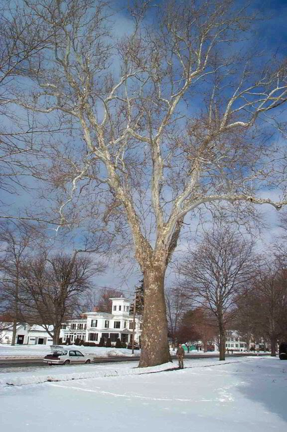 Giant Trees From Around The World Sycamore Trees