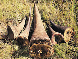 rhino horn