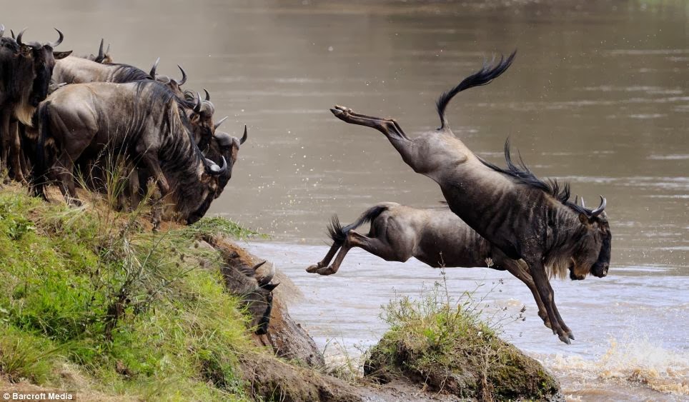 http://sojournsafaris.com/4-5-6-7-8-days-masai-mara-wildebeest-migration-safari-tour.html