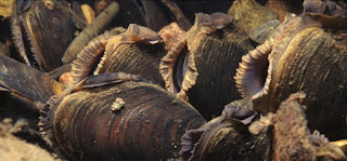 Freshwater Pearl Mussels