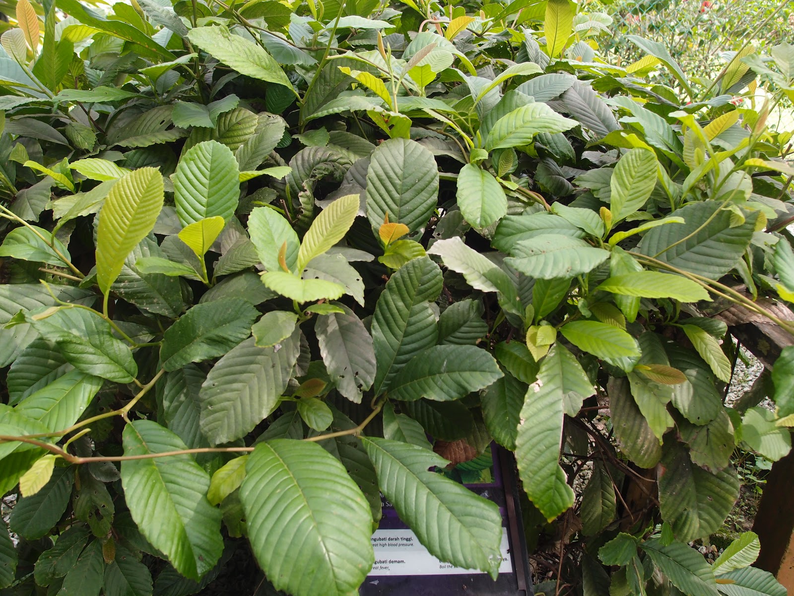 LI NA HERBS: AKAR MEMPELAS (TETRACERA SCANDENS)
