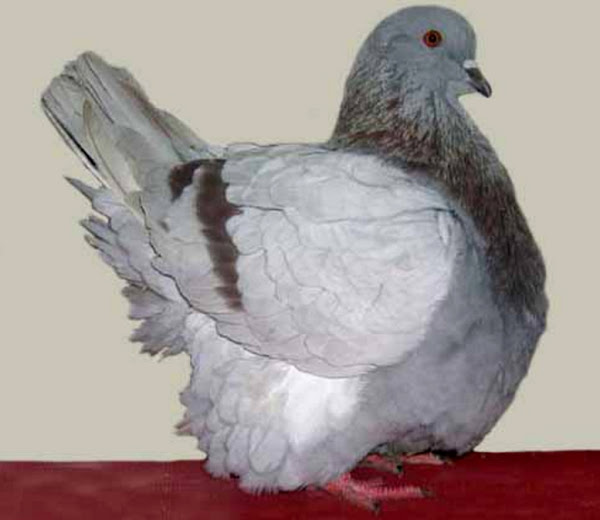 French Mondain Pigeon ROYS FARM