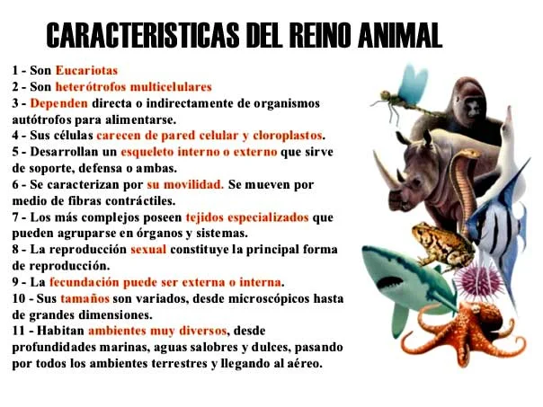 caracteristicas de los animales