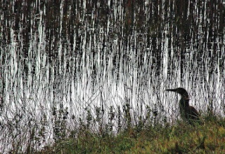 Bird on a background of reeds and stalks of grass