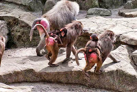  red rear, Japanese Snow Monkey, family, monkey, Okinawa, folktale