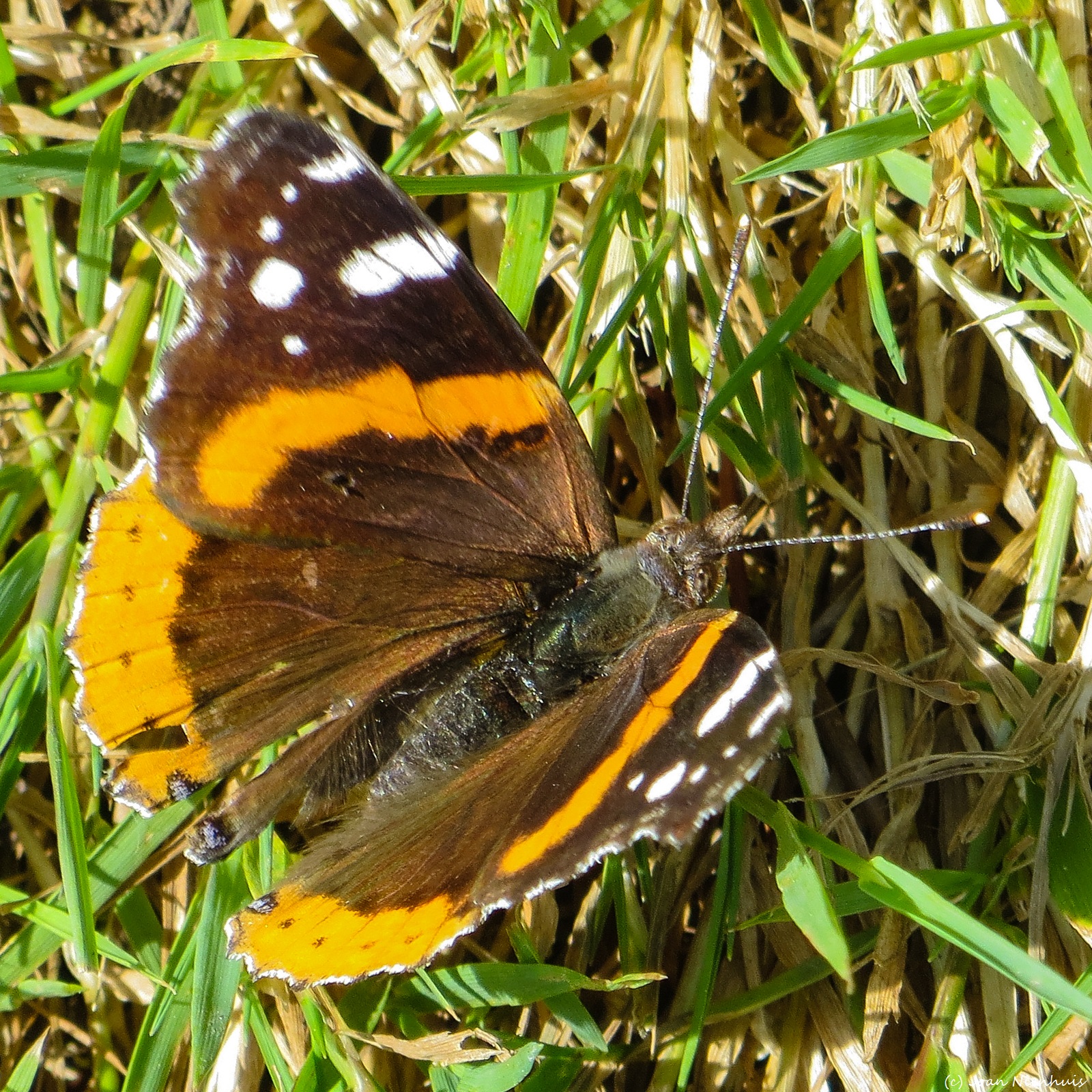 Pacific Northwest Photography Red Admiral Butterfly
