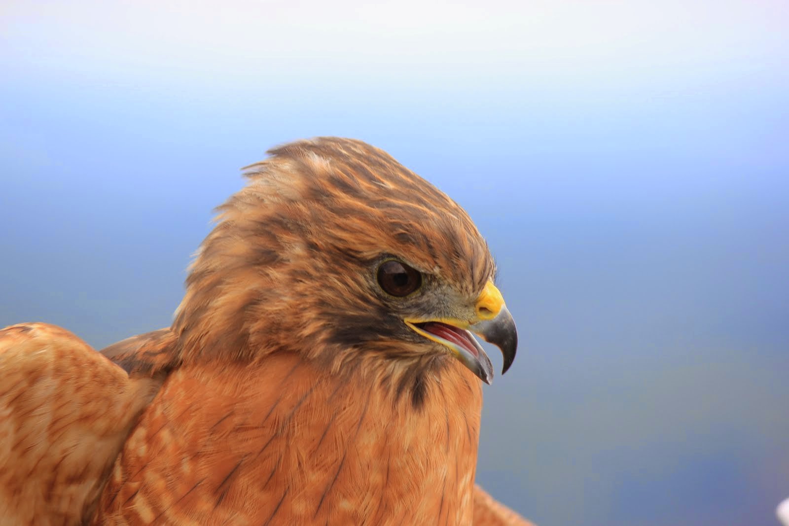 Athens, Red-Shouldered Hawk