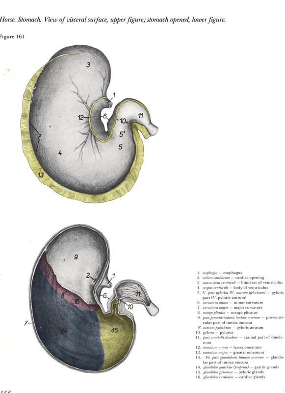 horse-stomach-visceral-anatomy-anatomia-estomago-upper-figure-stomach-opened-lower-anatomia-popesko-pdf-vetarq