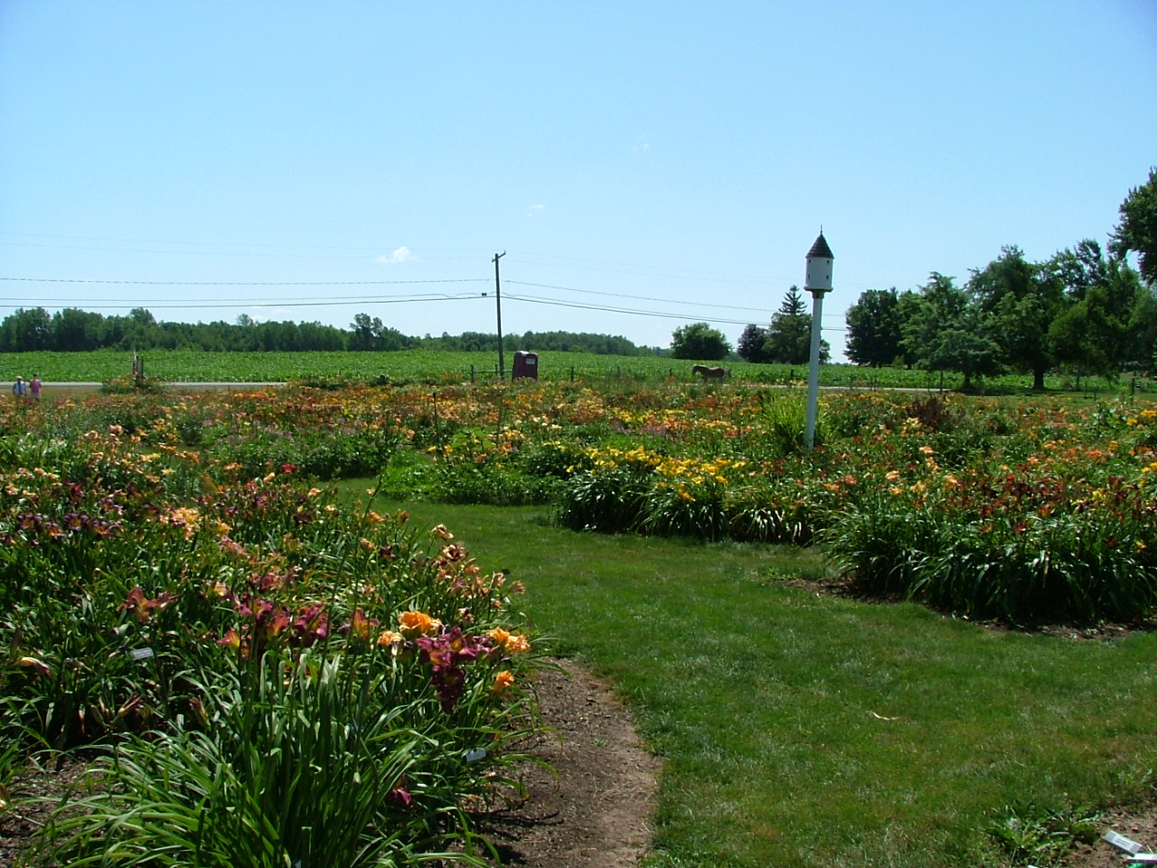 Wildlife, Wildflowers and a Window: Cottage Garden Daylily Farm
