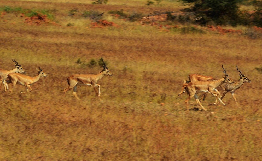 Jayamangali Blackbuck Reserve