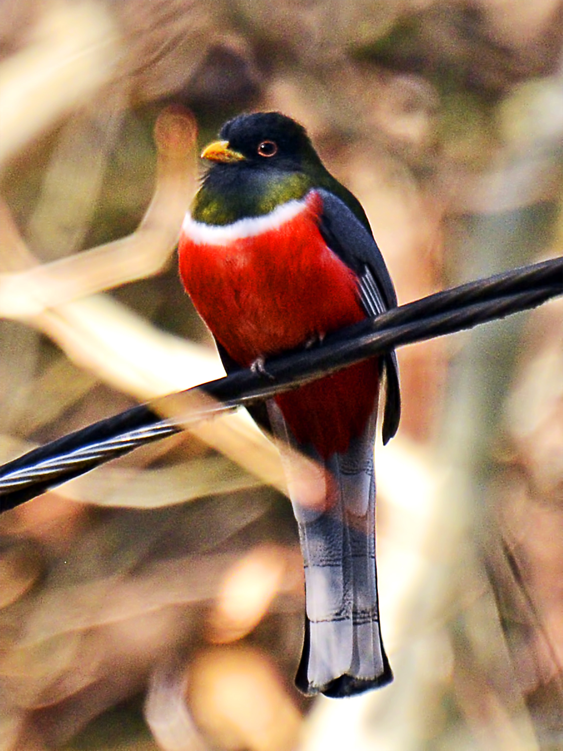 The Nature of Framingham Elegant Trogon! The Rarest Bird in America?